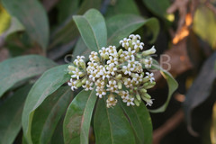 Pittosporum dasycaulon